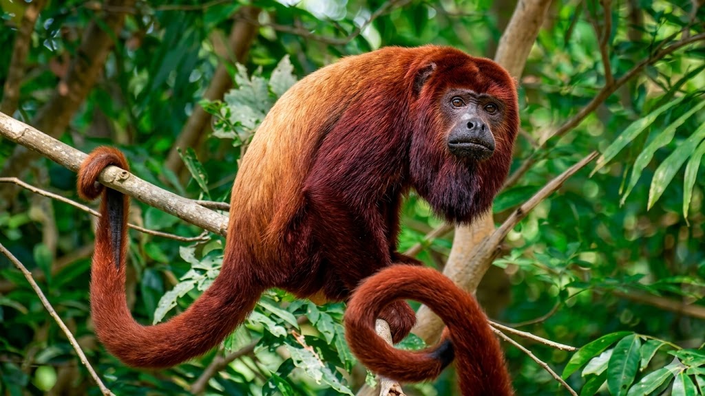 Monos en el camino